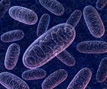 The importance of mitochondrial function in health and disease