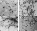 Understanding tau PFFs and alpha-synuclein PFFs