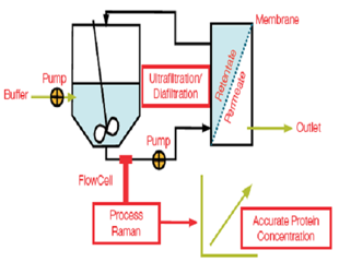 Accurate in-line protein quantification with process Raman analysis