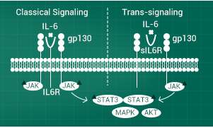 Interleukin-6 (IL-6): Recombinant pro-inflammatory IL-6 and receptors