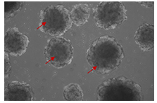 Research cytokines for stem cells